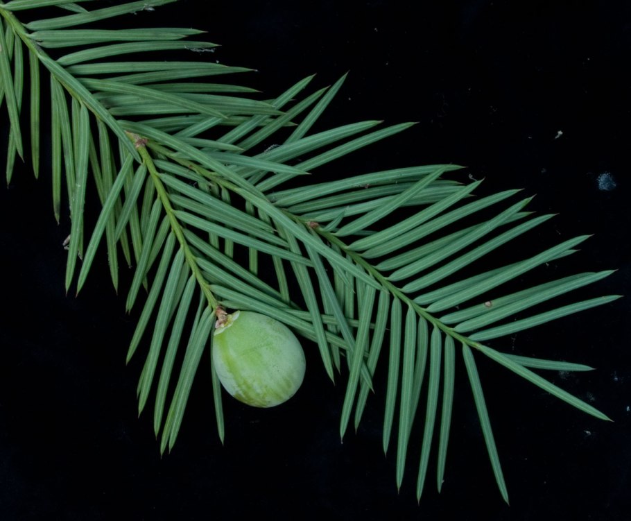 Cephalotaxus drupacea