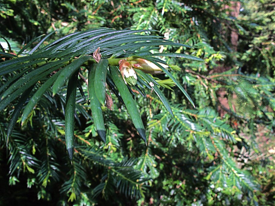 Taxus baccata anna