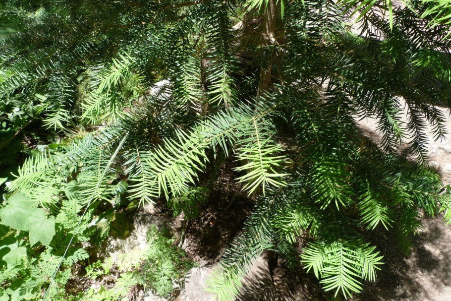 Торрея (Torreya)