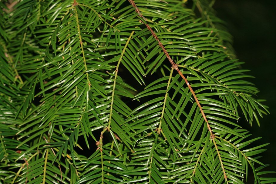 Abies alba pendula