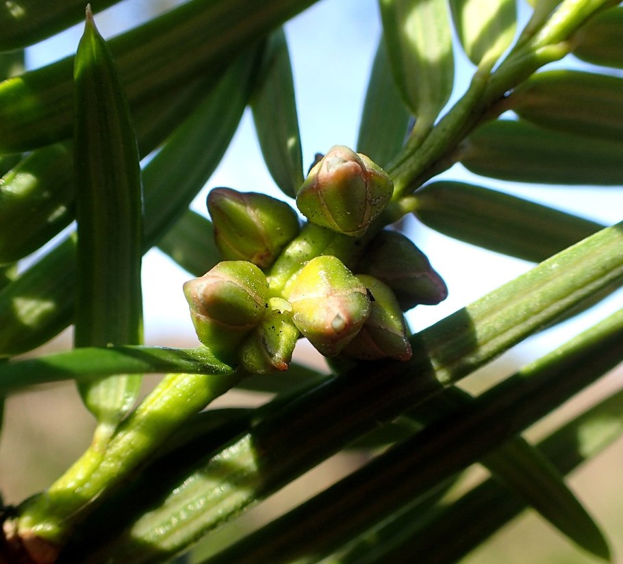 Сосна Торрея