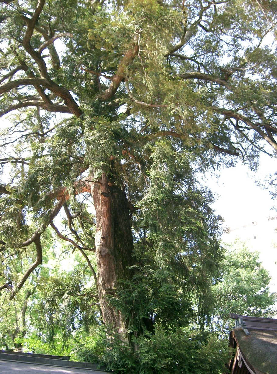 Торрея Тиссолистная