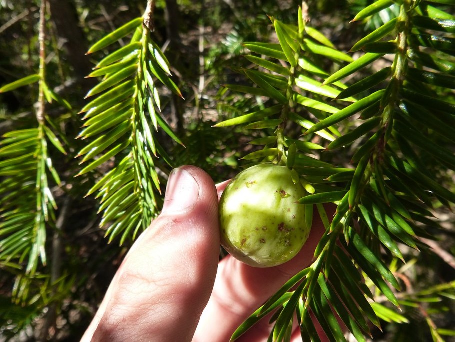 Torreya californica
