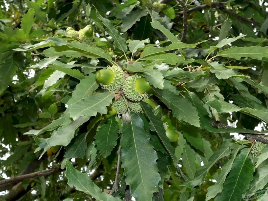 Дуб Quercus Alba