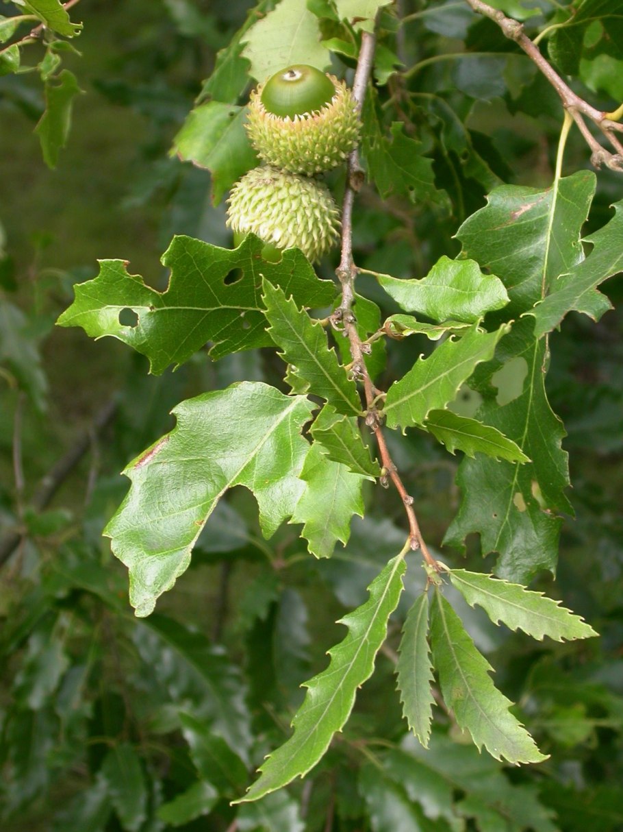 Quercus Robur плод