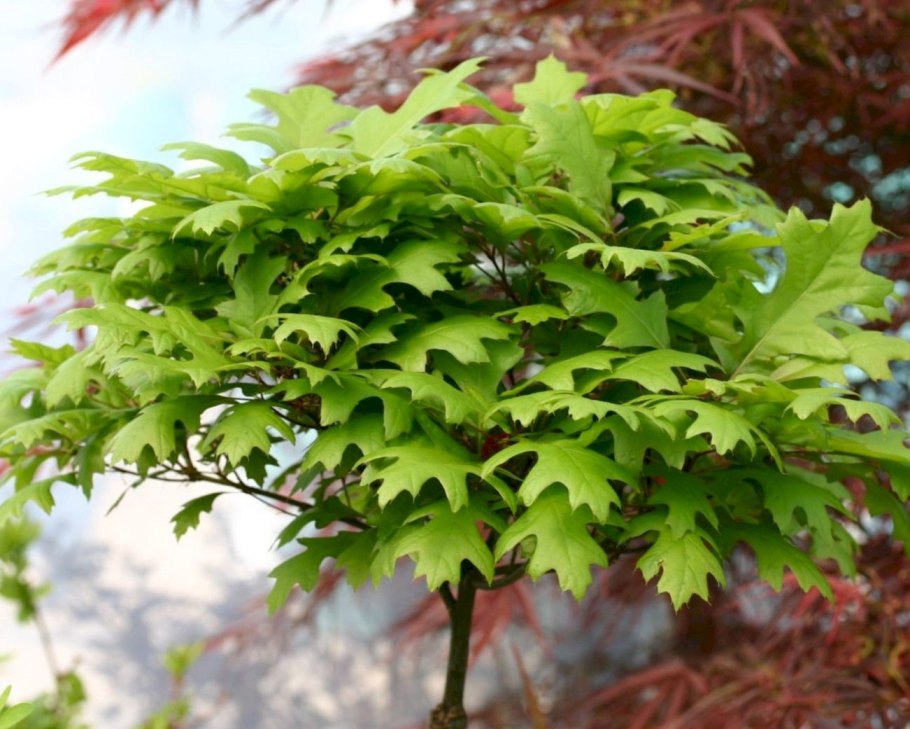 Дуб черешчатый раскидистая крона