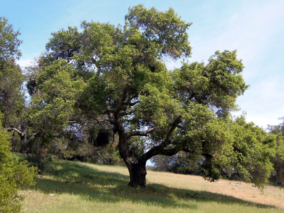Water Oak