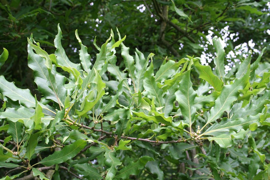 Дуб каменный – Quercus Ilex l.