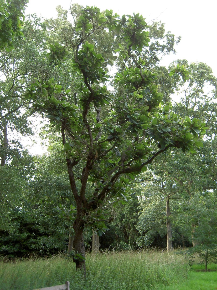 Дуб болотный Quercus palustris
