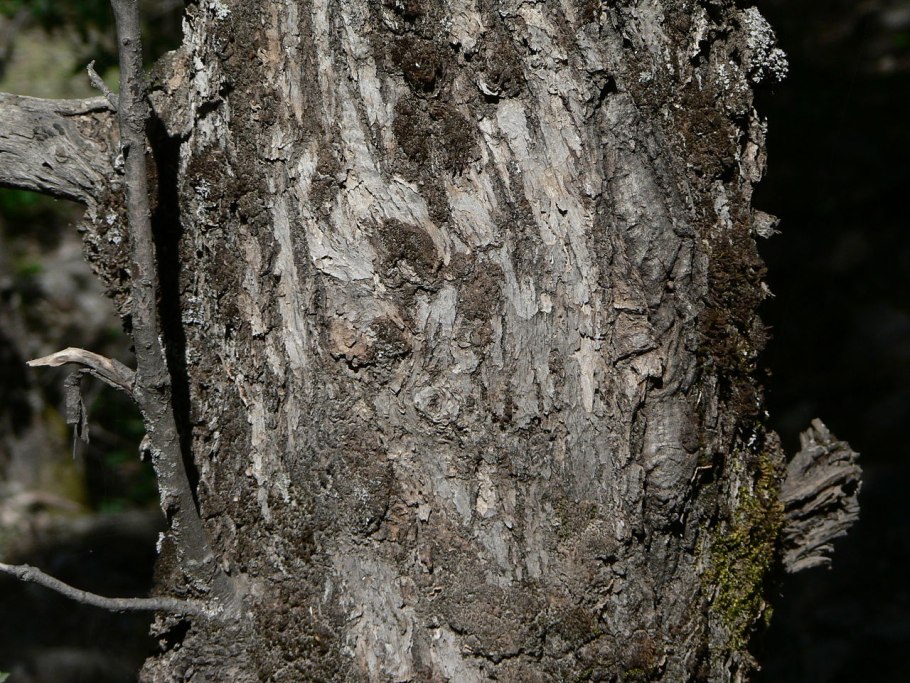 Дуб пробковый Quercus Suber l.