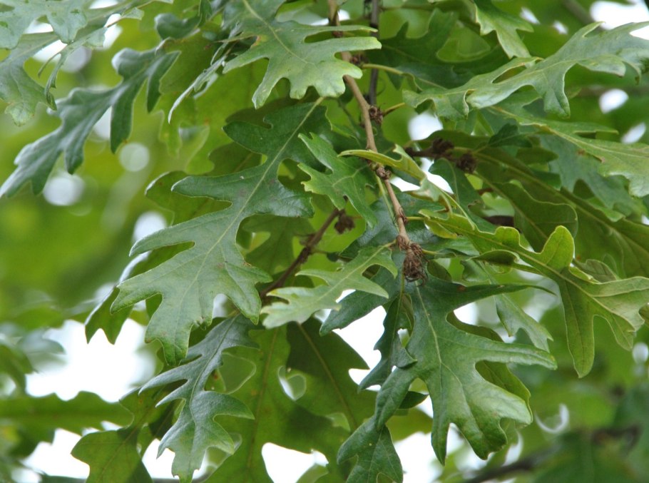 Дуб зубчатый Quercus dentata