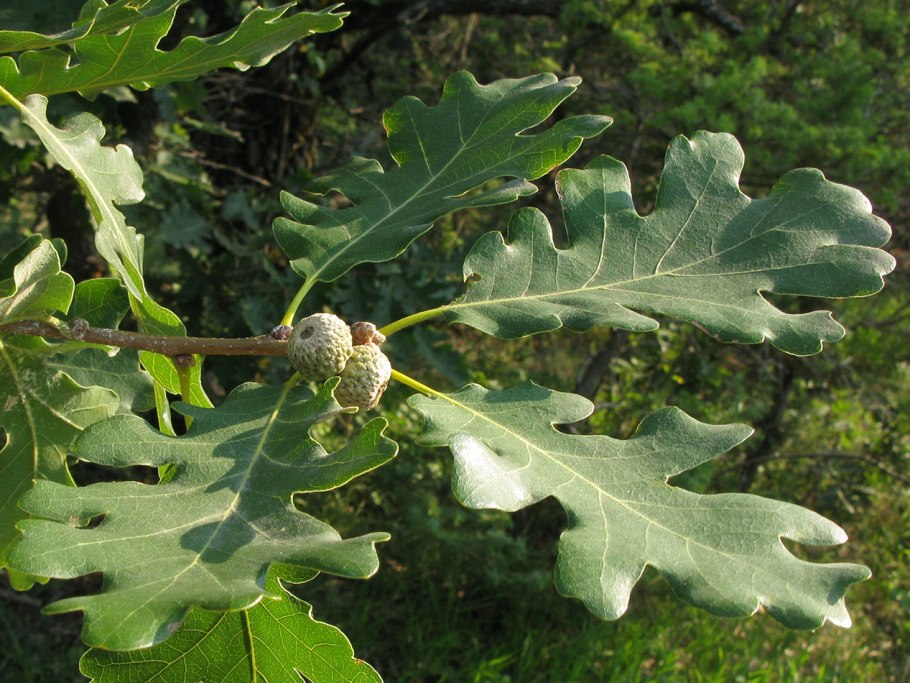 Дуб сизый (Quercus glauca)