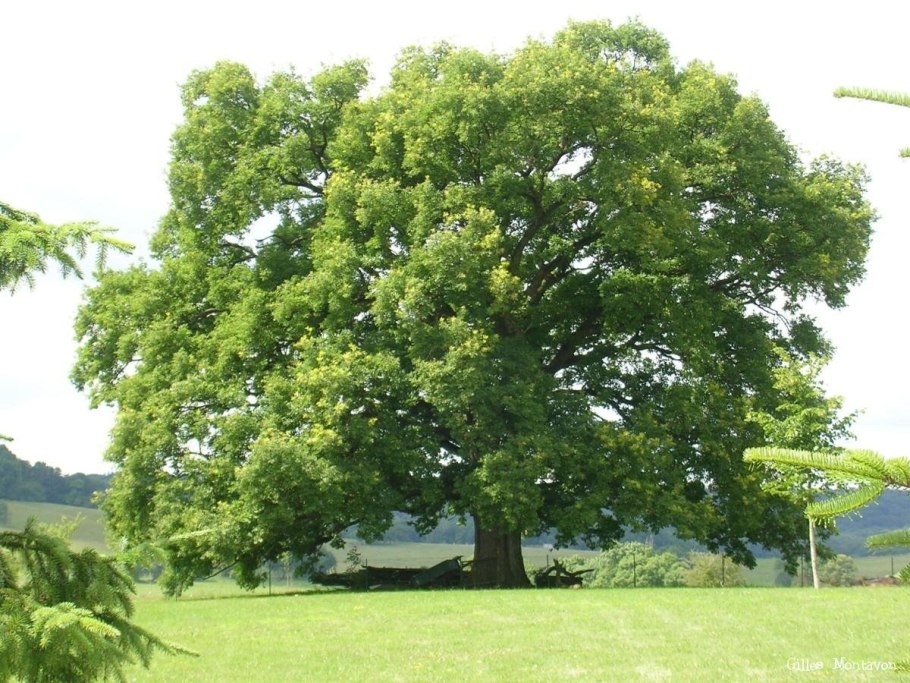 Дуб черешчатый крона