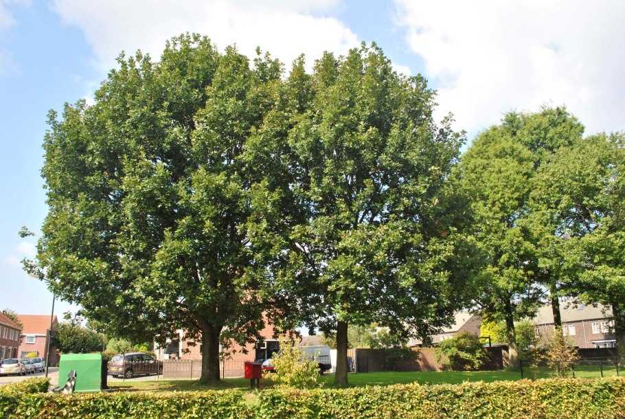 Дуб крупноплодный