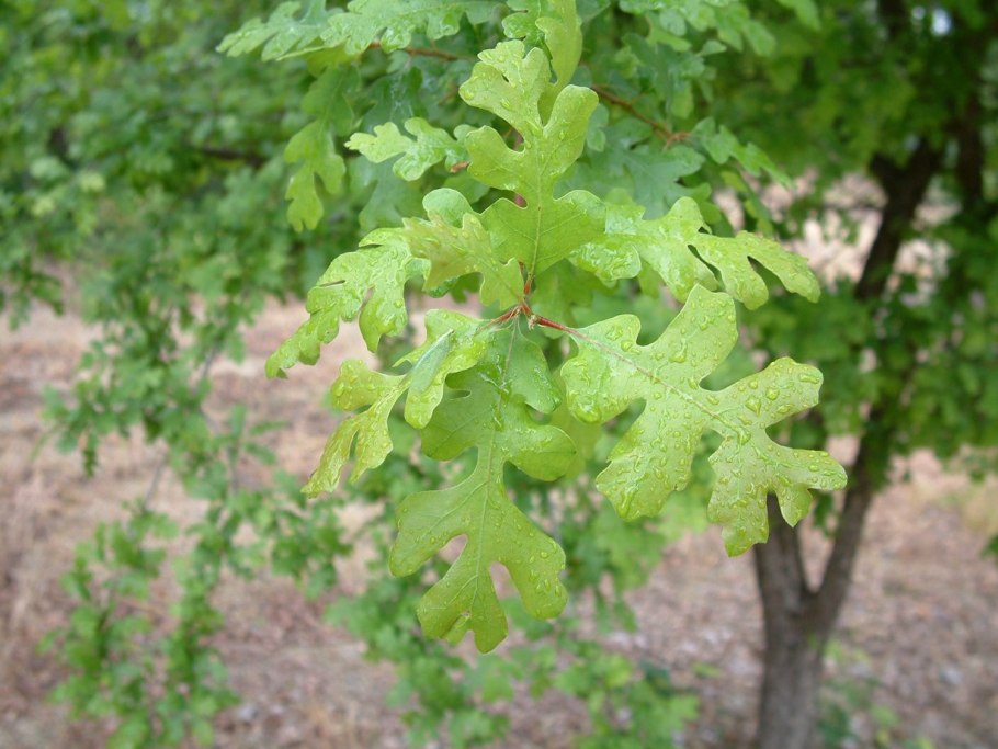 Дуб кустарник Сирия