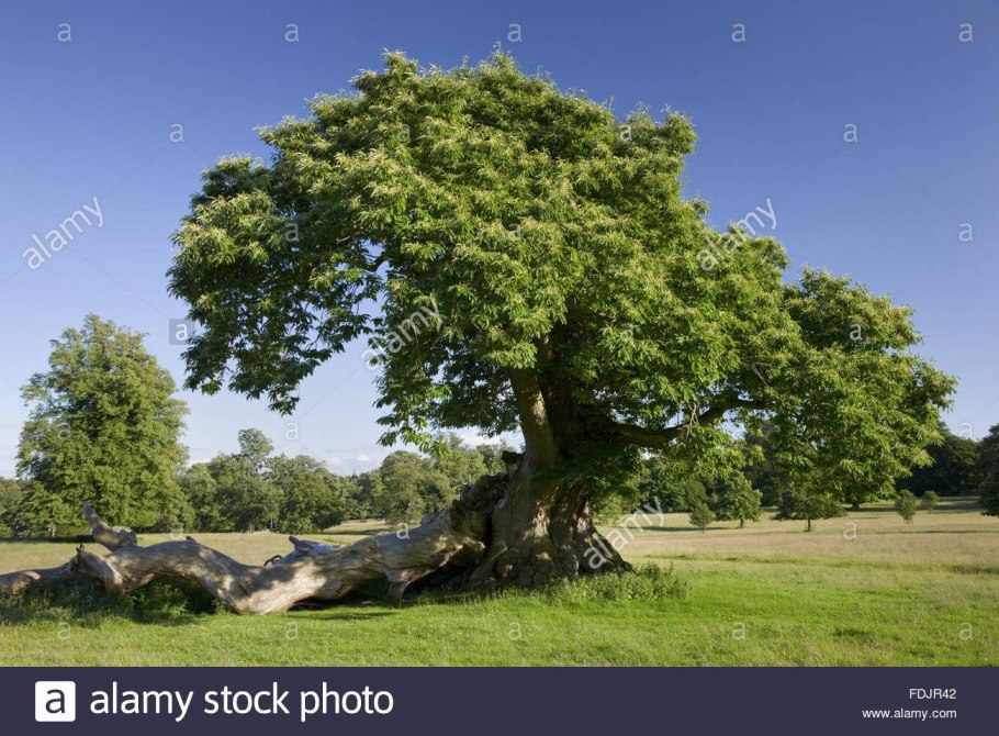 Дерево дуб