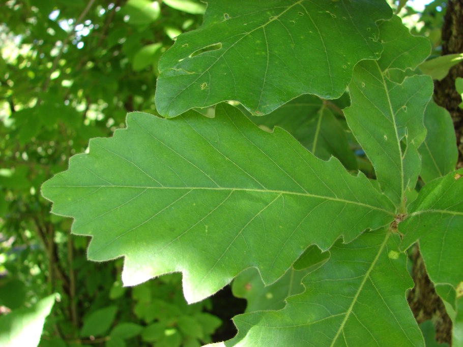 Дуб двуцветный ( Quercus bicolor )