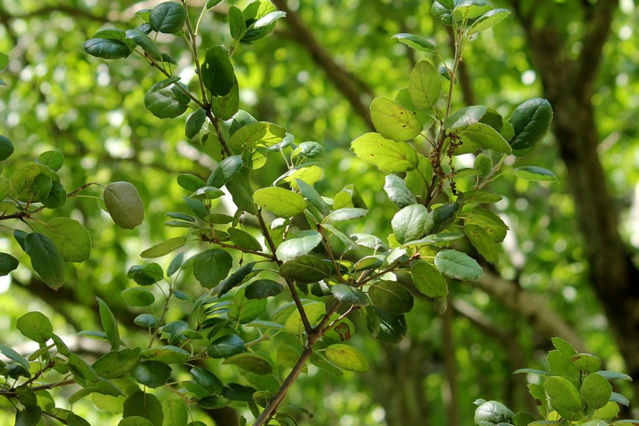 Дуб черешчатый желуди