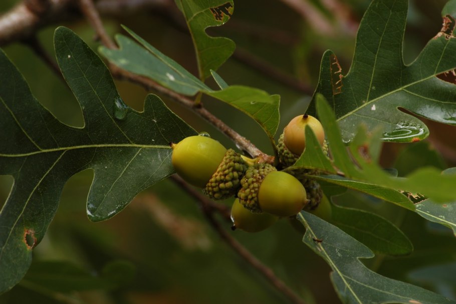 Дуб монгольский черешчатый