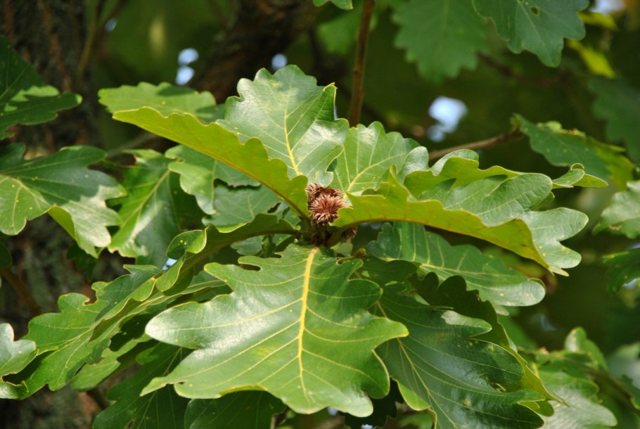Дуб монгольский (Quercus mongolica)