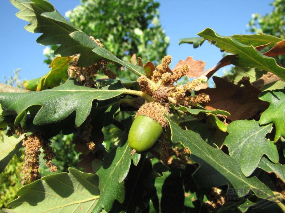 Дуб крупноплодный Quercus macrocarpa