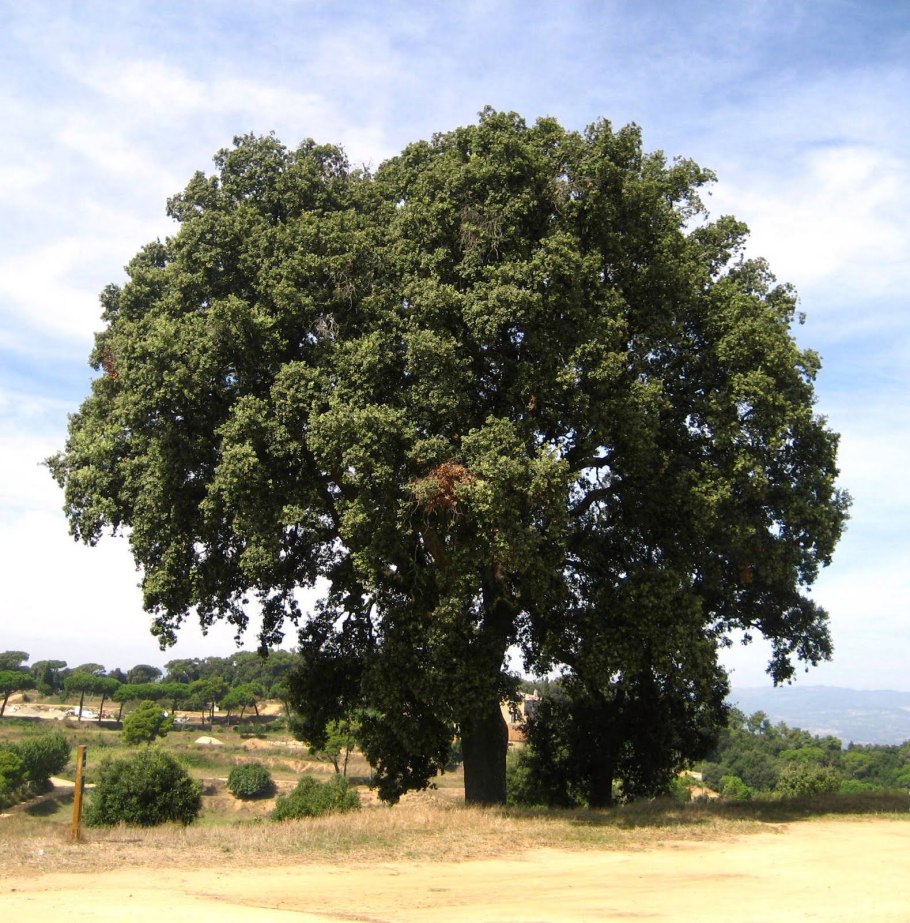 Вечнозеленый дуб каменный quercus ilex
