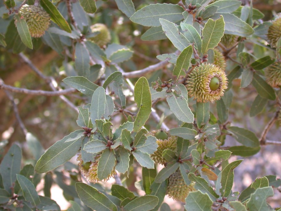 Дуб пильчатый (Quercus serrata)