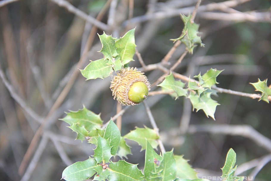 Quercus shumardii