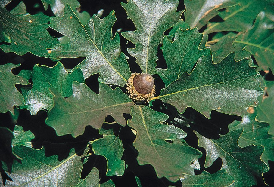 Дуб скальный (Quercus petraea)