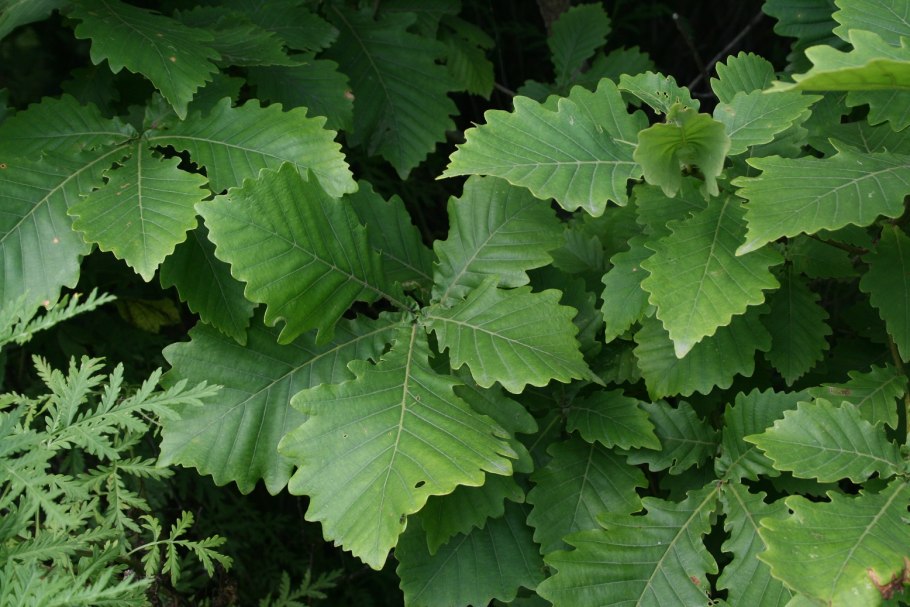 Дерево Утун Геншин