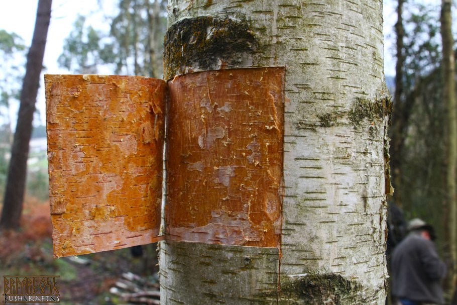 Кора дуба Фармакогнозия