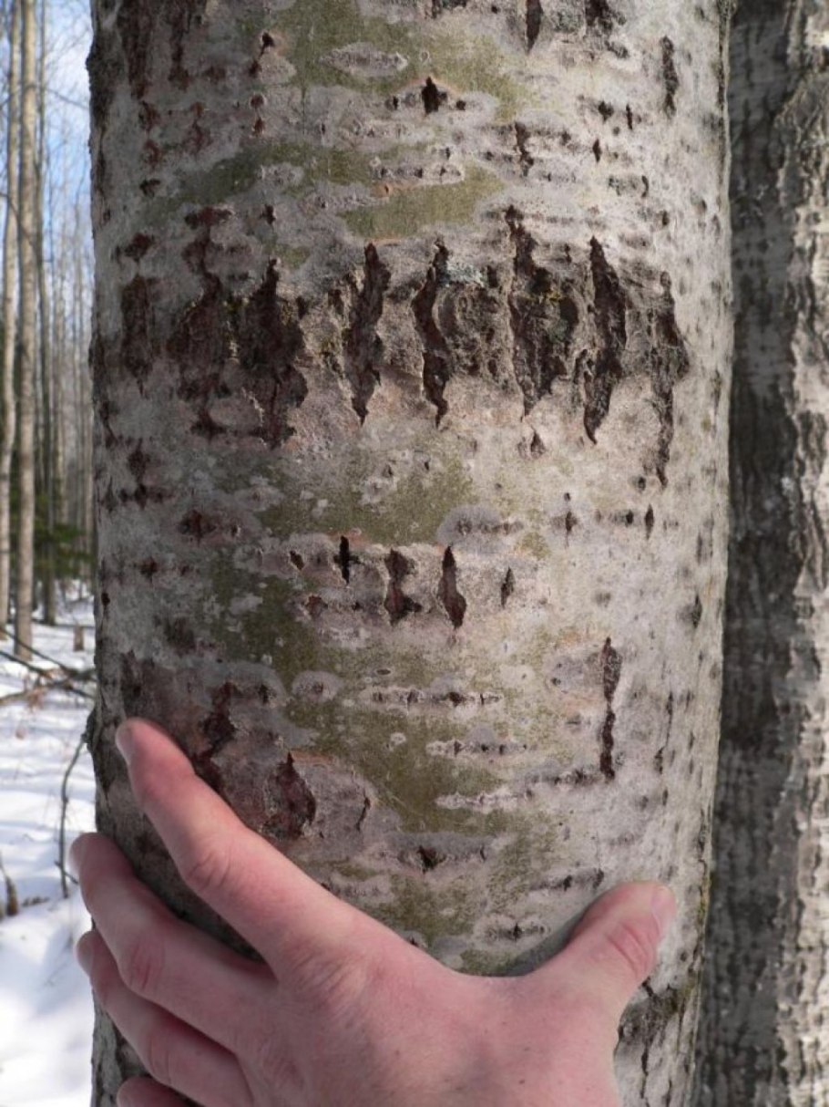 Кора осины ствол