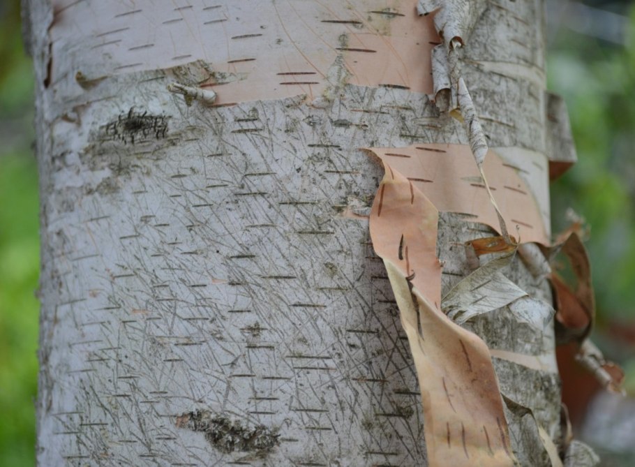 Кора березы