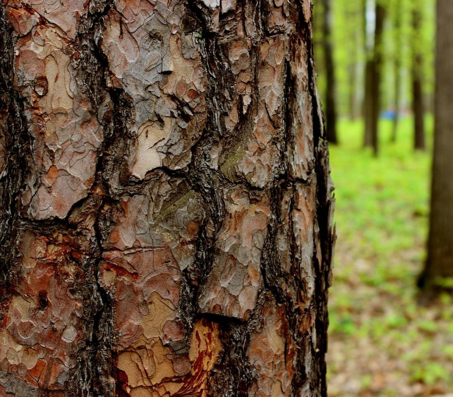 Кора муравьиного дерева НСП