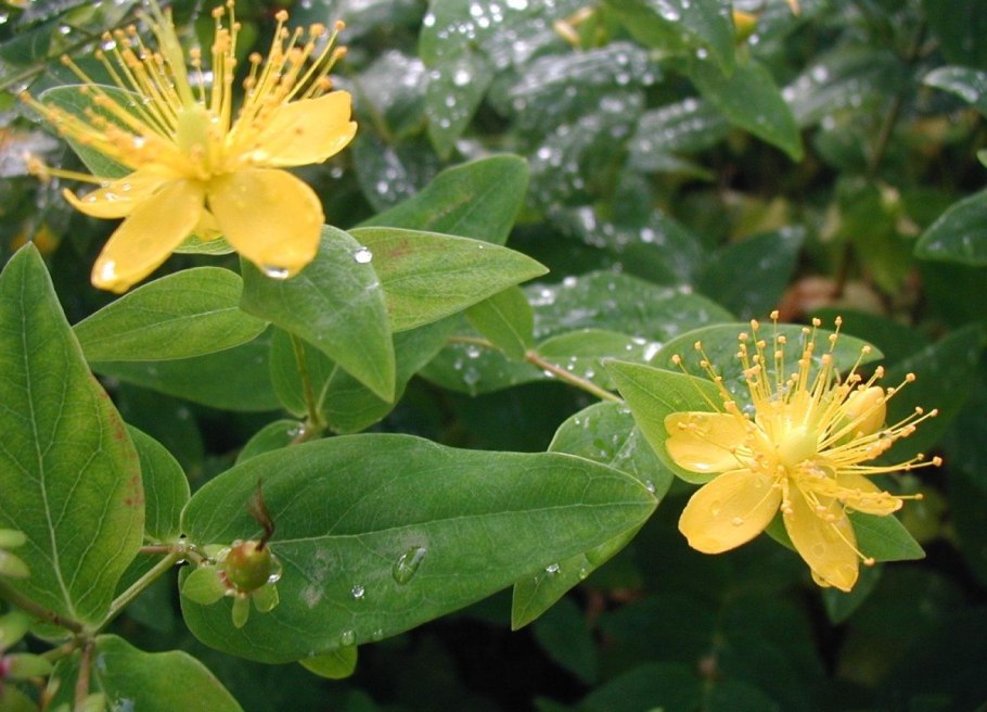 Зверобой продырявленный (Hypericum perforatum)