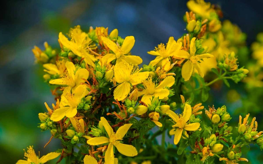 Зверобой болотный