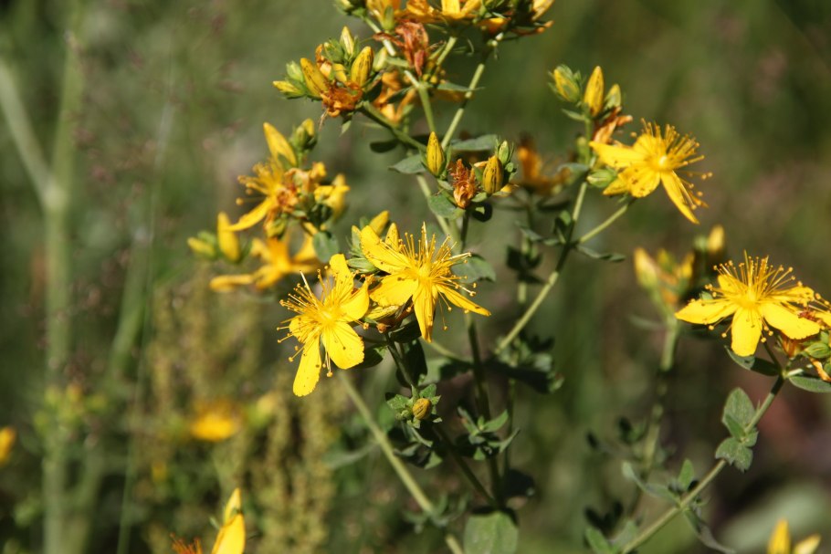 Зверобой продырявленный Hypericum perforatum l.