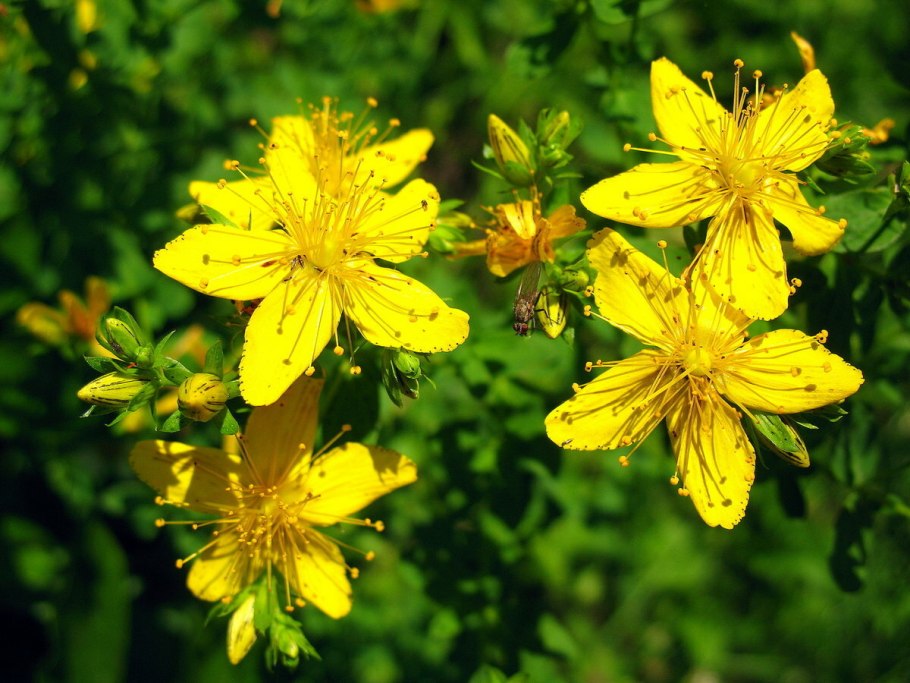 Зверобой (Hypericum)