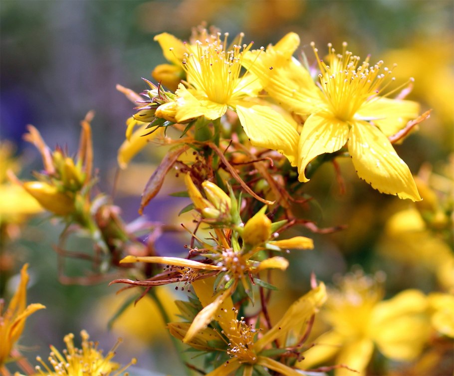 Зверобой St John's Wort