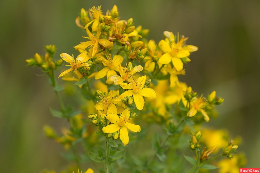 Зверобой четырехгранный