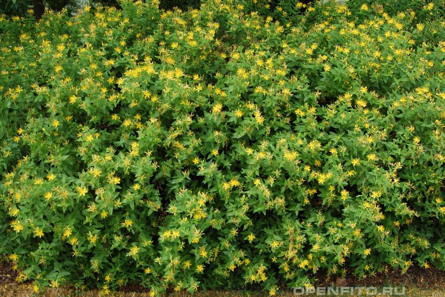 Зверобой многолистный