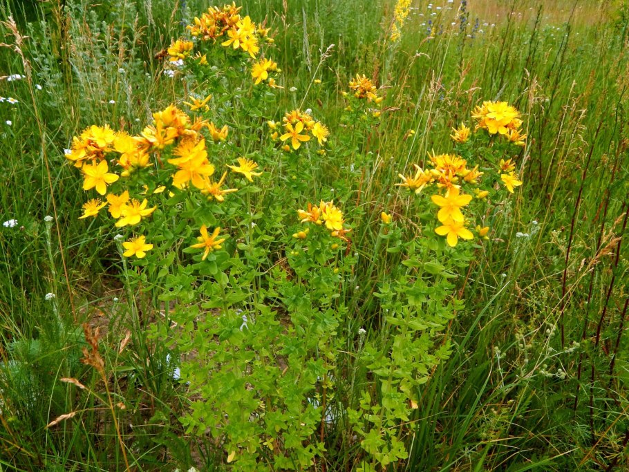 Зверобой продырявленный Hypericum perforatum l.