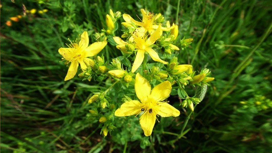 Зверобой трава лечебные