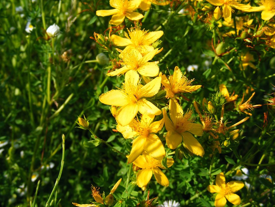 Зверобой трава Камчатка