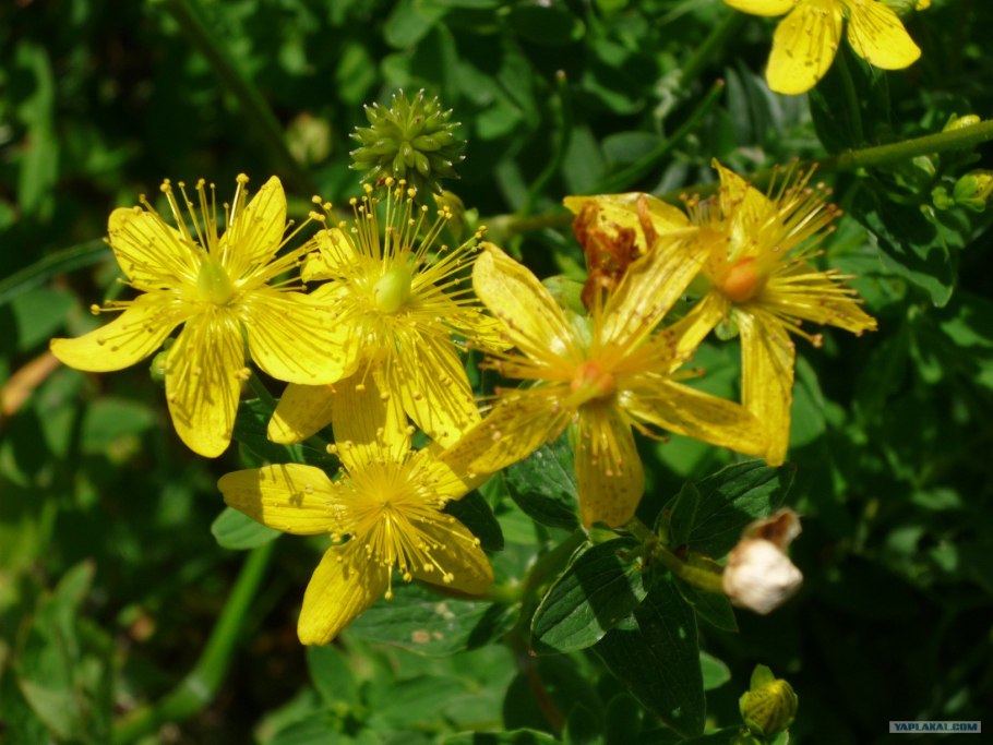 Зверобой растение