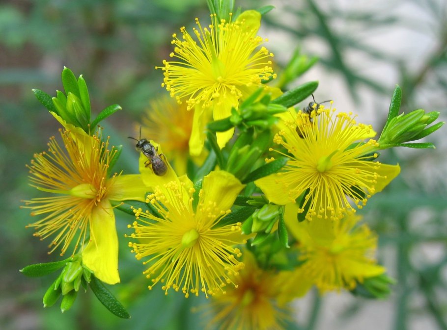 Зверобой (Hypéricum perforátum)