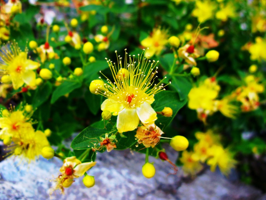 Зверобой володушковидный