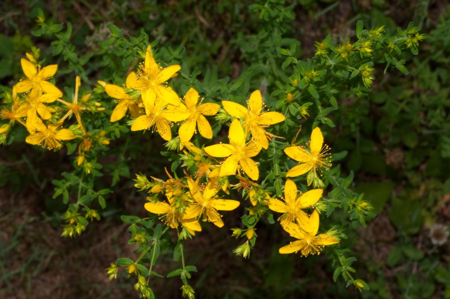 Трава зверобоя продырявленного