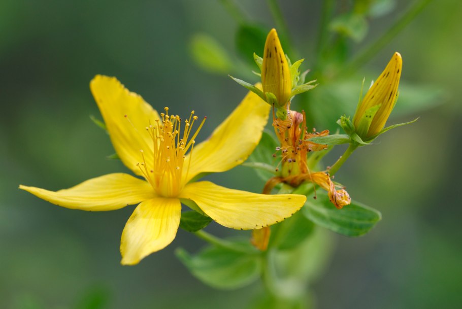 Hypericum perforatum сырье