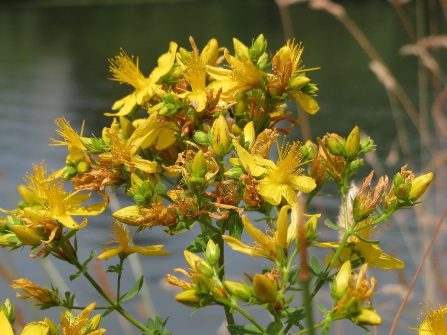 Зверобой горный(Hypericum montanum l.)